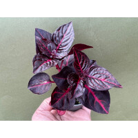 Iresine herbstii Redstar Babyplant