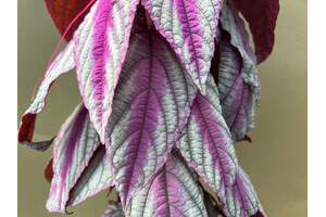 Cissus discolor Violet Vine