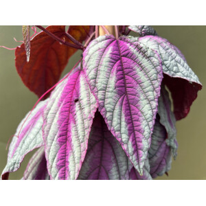 Cissus discolor Violet Vine