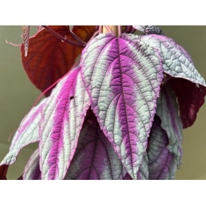 Cissus discolor Violet Vine