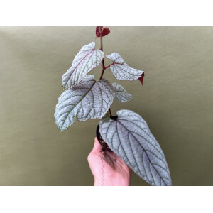 Cissus discolor Violet Vine