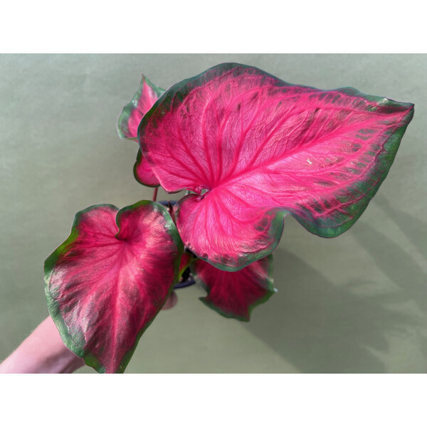 Caladium Salsa
