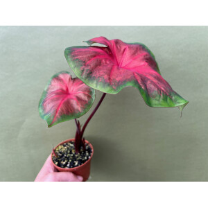 Caladium Royal Flush