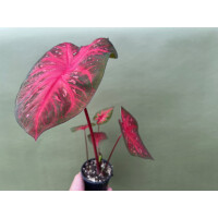 Caladium Red Flash