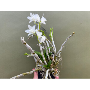 Dendrobium parishii var. alba