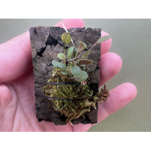 Lepanthes calophlebia