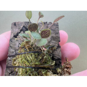 Lepanthes calophlebia