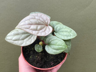 Anthurium luxurians S