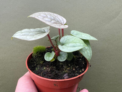 Anthurium luxurians S