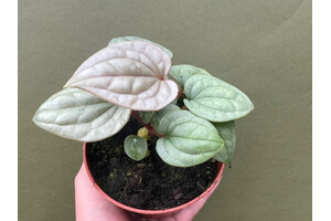 Anthurium luxurians S