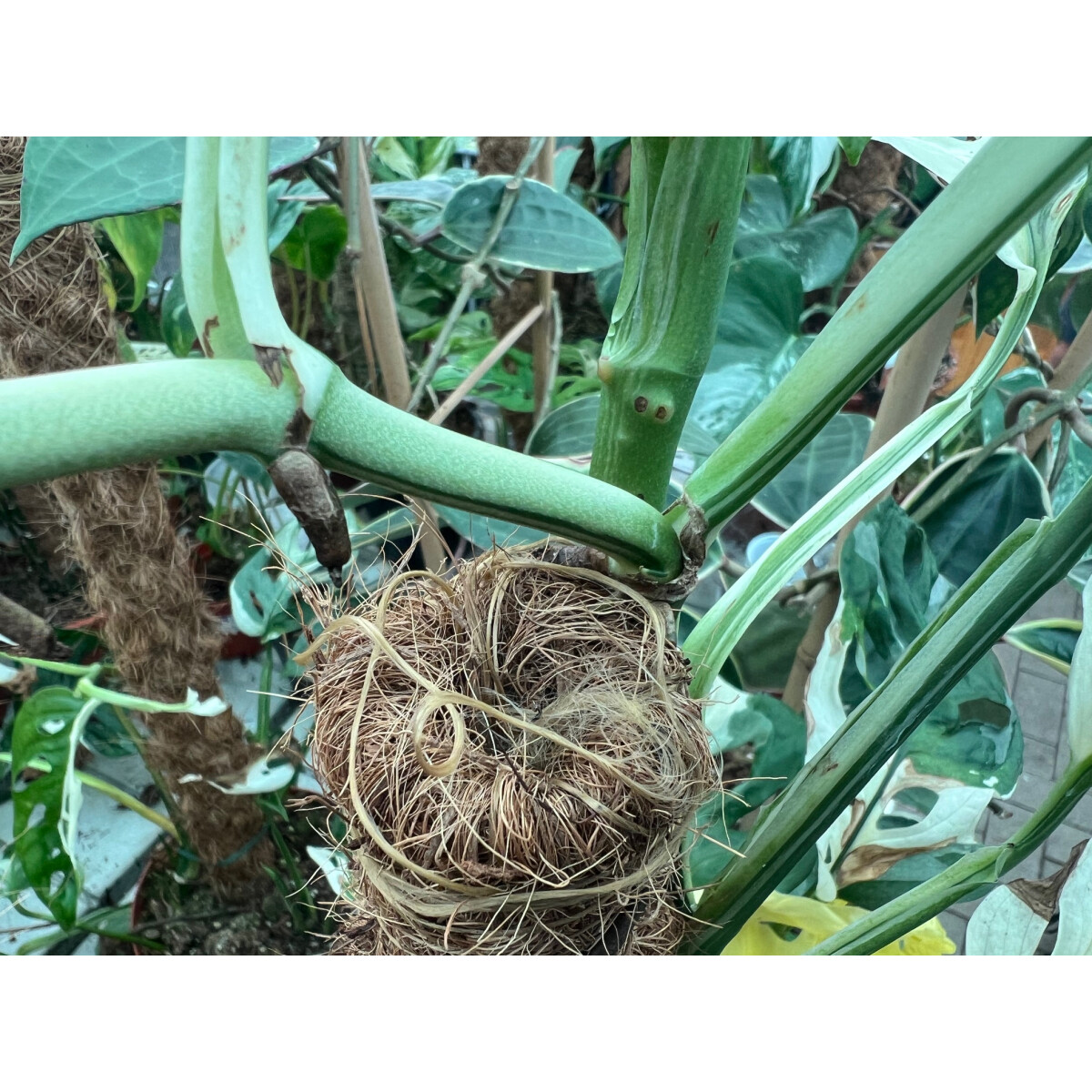 Monstera adansonii variegata node