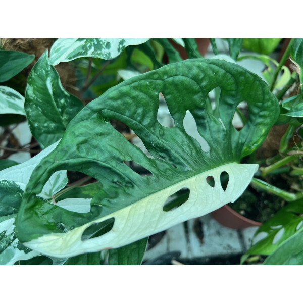 monstera kaufen gro Monstera deliciosa XXL | Online kaufen