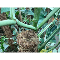 Monstera adansonii variegata node