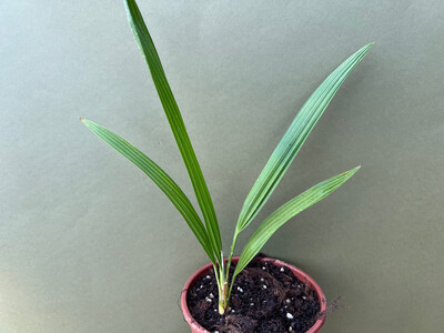 Chamaerops humilis Vulcano Kompakte Zwerg Palme