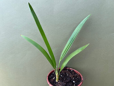 Chamaerops humilis Vulcano Kompakte Zwerg Palme