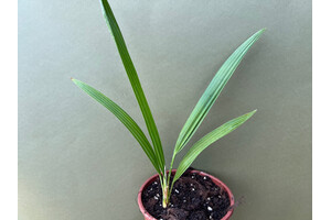 Chamaerops humilis Vulcano Kompakte Zwerg Palme