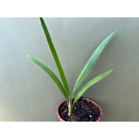 Chamaerops humilis Vulcano Kompakte Zwerg Palme