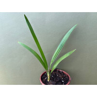 Chamaerops humilis Vulcano Kompakte Zwerg Palme