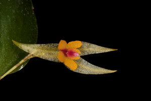 Lepanthes stellaris