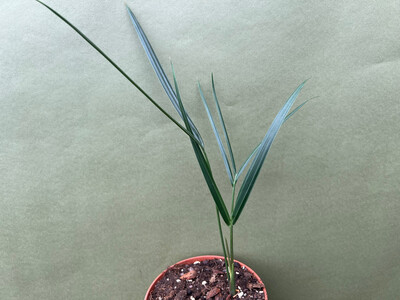 Dypsis decaryi Dreiecks-Palme