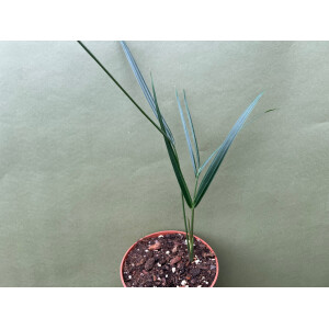 Dypsis decaryi Dreiecks-Palme