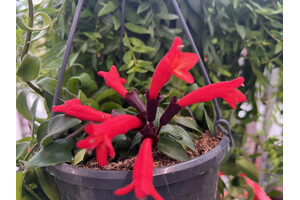 Aeschynanthus rasta - Lippenstiftblume