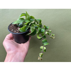 Aeschynanthus rasta - Lippenstiftblume