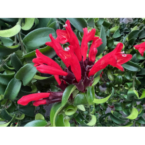 Aeschynanthus rasta - Lippenstiftblume
