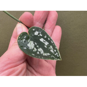 Scindapsus Tricolor Cutting