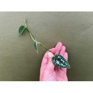 Scindapsus Tricolor Cutting