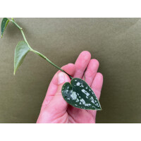 Scindapsus Tricolor Cutting