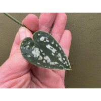 Scindapsus Tricolor Cutting