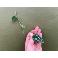 Scindapsus Tricolor Cutting