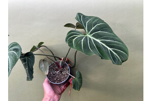 Philodendron gloriosum Dark Form