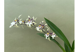 Oncidium XL Orchid