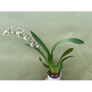 Oncidium XL Orchid