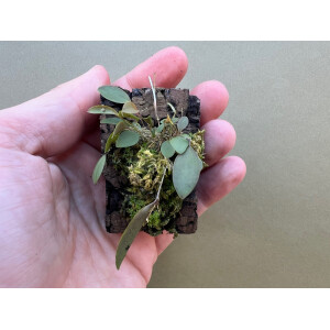 Lepanthes teretipetala