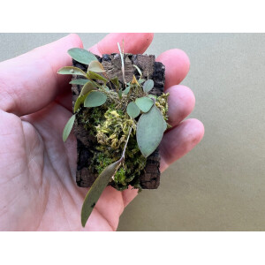 Lepanthes teretipetala