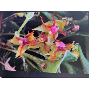 Lepanthes teretipetala