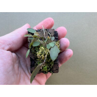 Lepanthes teretipetala