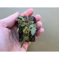 Lepanthes teretipetala