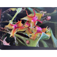 Lepanthes teretipetala