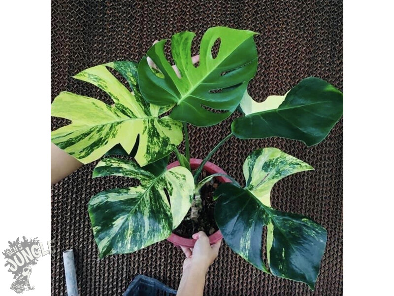 Monstera Yellow Marilyn Variegata TC, 89,90