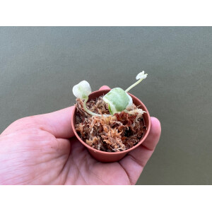 Alocasia Ninja Variegata Babyplant