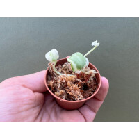 Alocasia Ninja Variegata Babyplant