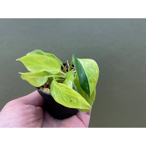 Philodendron Jungle Fever Yellow Variegata