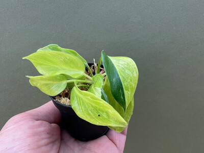 Philodendron Jungle Fever Yellow Variegata