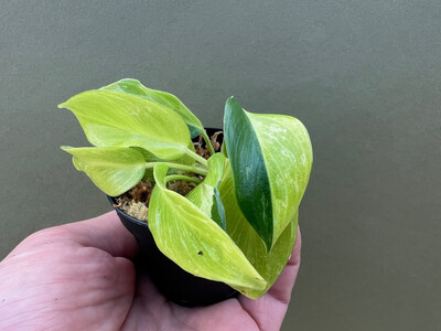 Philodendron Jungle Fever Yellow Variegata