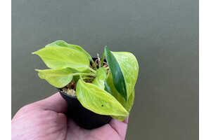 Philodendron Jungle Fever Yellow Variegata