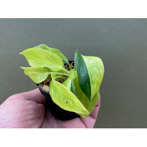 Philodendron Jungle Fever Yellow Variegata
